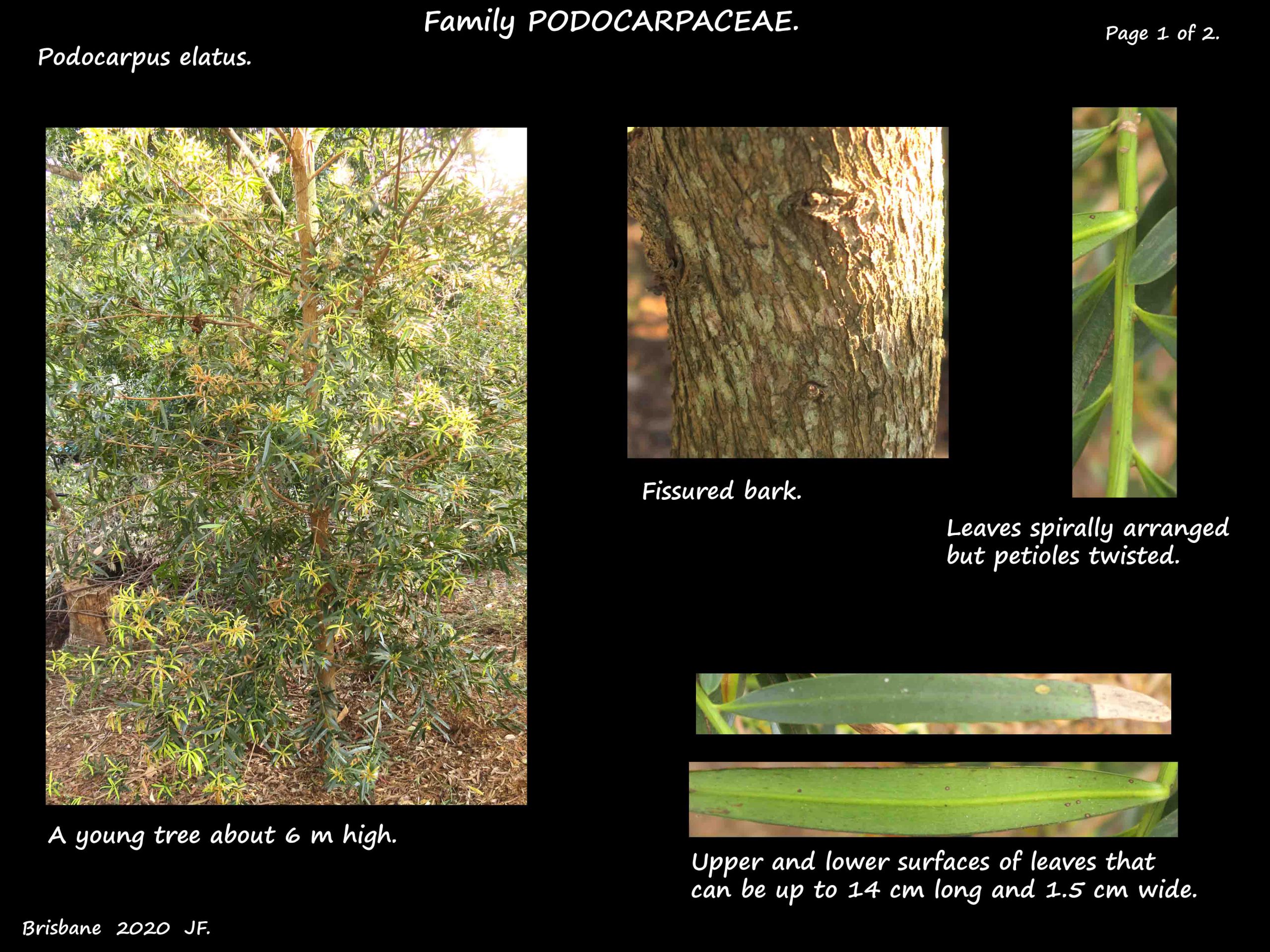 1 Podocarpus elatus tree & adult leaves